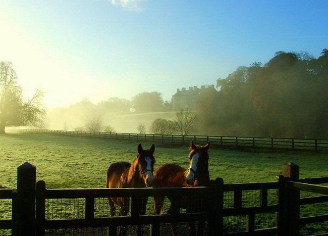 Страната на конете и курортът „Маунт Джулиет“, Дъблин, Ирландия 